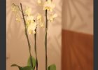 2015-orchidee-licht