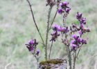 img_0515